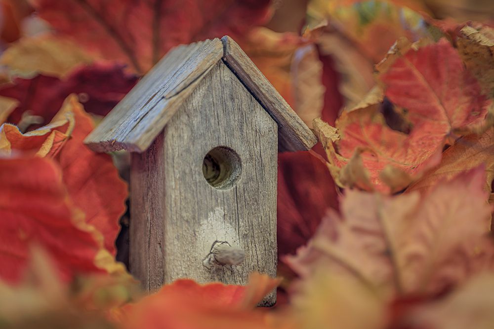 USA, Washington State, Seabeck. Tiny bird  house among fall leaves.